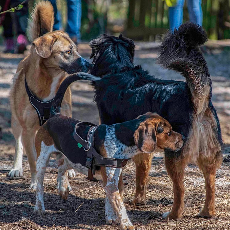 Wie Hunde kommunizieren
